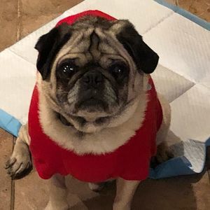 Meet your Posher, Alexia